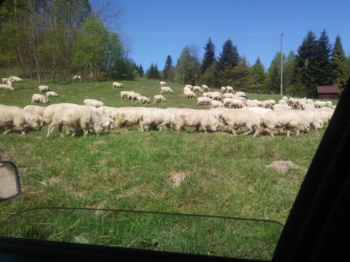 Agroturystyka Boguska Apartment Zawoja Bagian luar foto